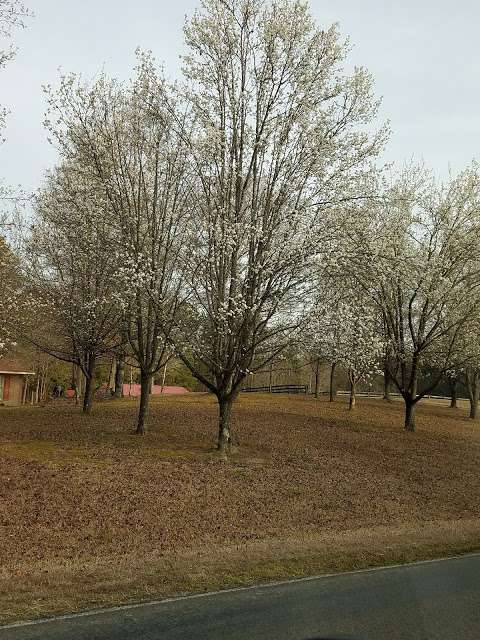 Carolina Hobbies Carolina Hobbies